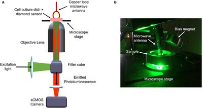 Widefield, Spatiotemporal Mapping of Spontaneous Activity of Mouse Cultured Neuronal Networks Using Quantum Diamond Sensors